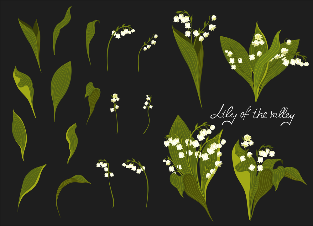 Set of lilies of the valley. Vector image.