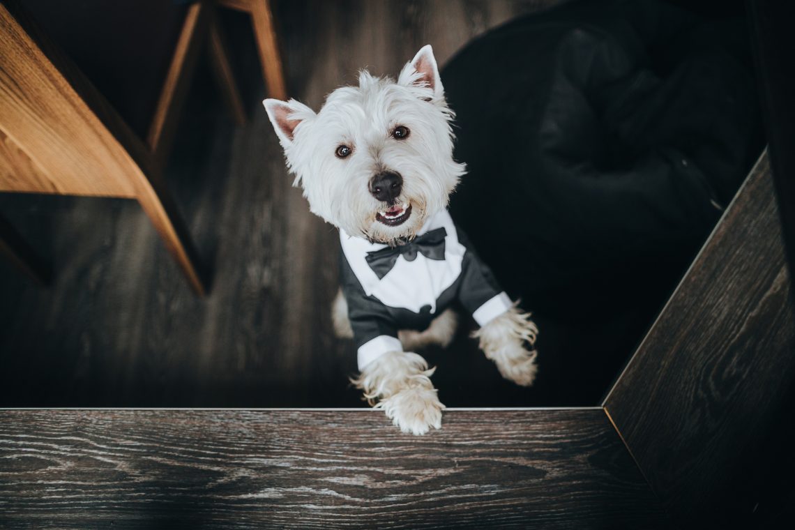 stock image dog in suit