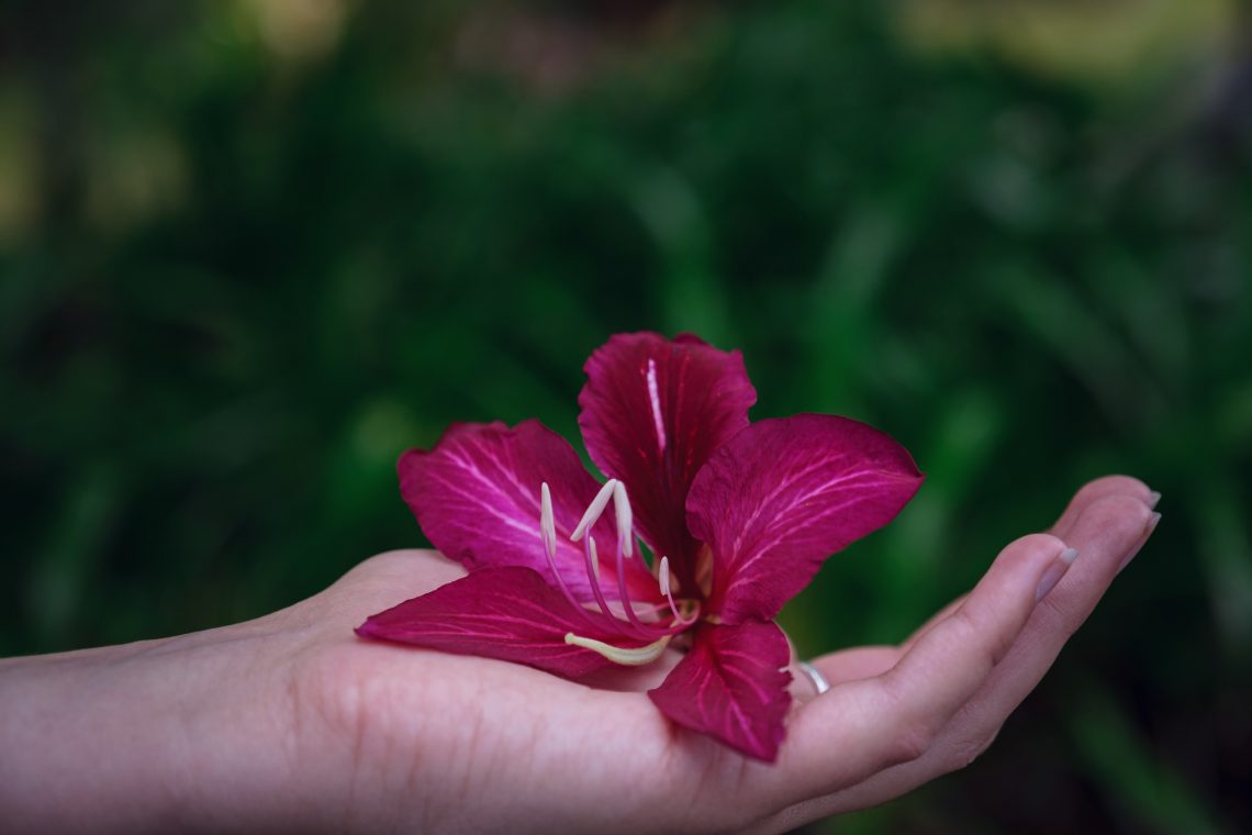 beautiful exotic flower in a female hand on a background