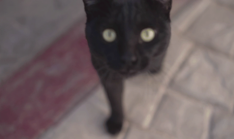 stock video black cat