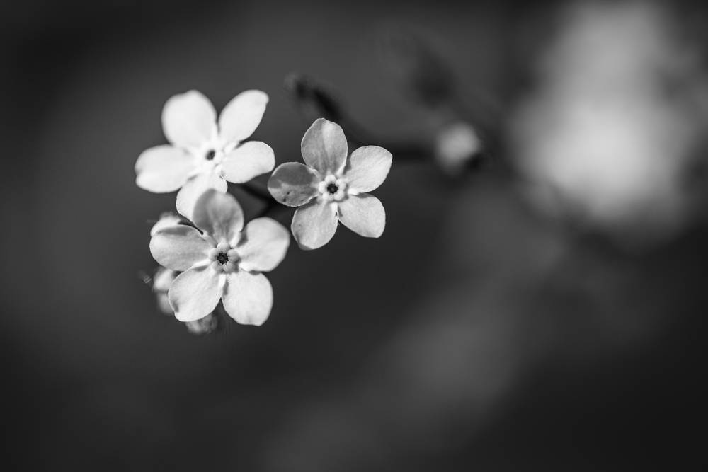 stock photo black and white macro flower