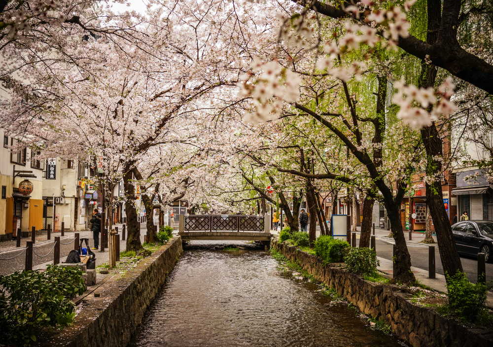 Фотографія цвітіння сакури у Кіото