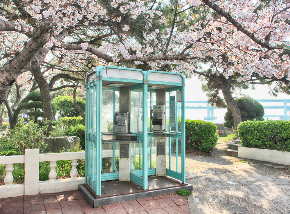 Фотографія телефонні будки на фоні цвітіння сакури