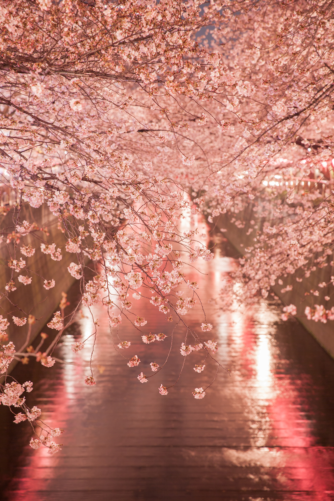 Фотографія цвітіння сакури у Токіо