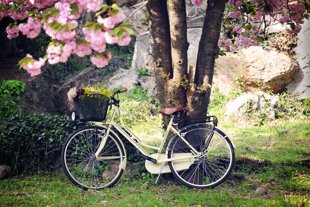 Фотографія велосипед біля дерева сакури