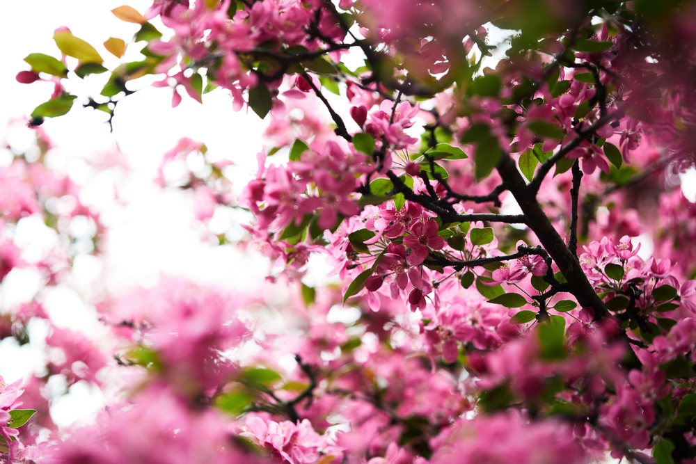 Фотографія цвітіння сакури