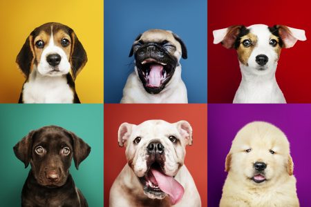 Deixe o Seu Pet Famoso no Instagram Com Estas 7 Dicas