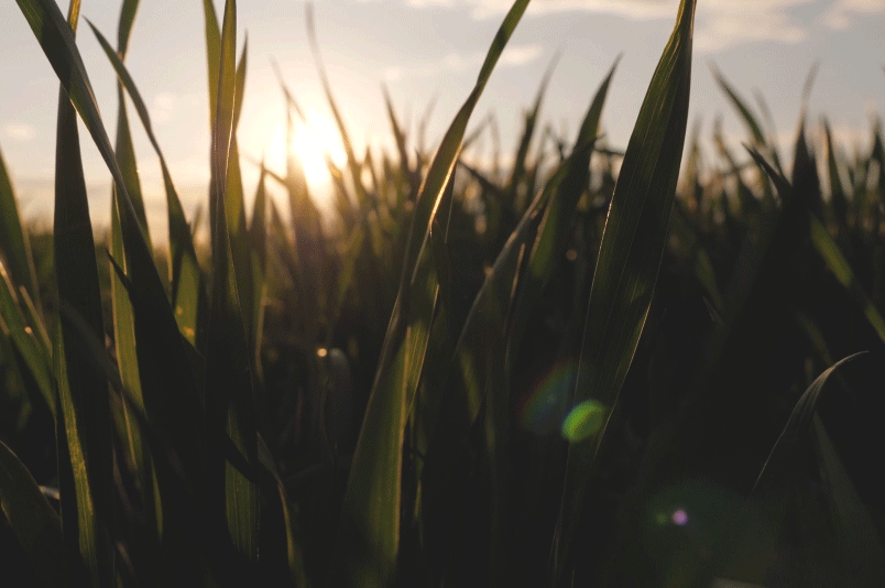 stock video spring sunset grass field