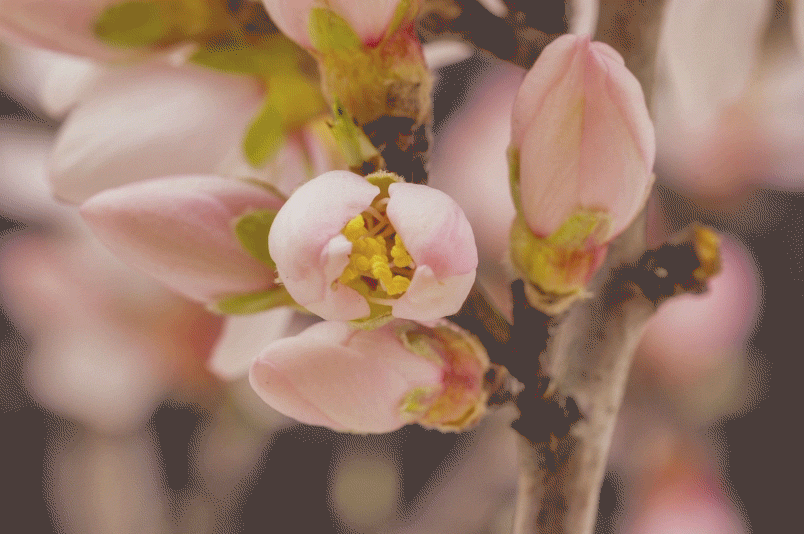 stock video spring blossom flower tree