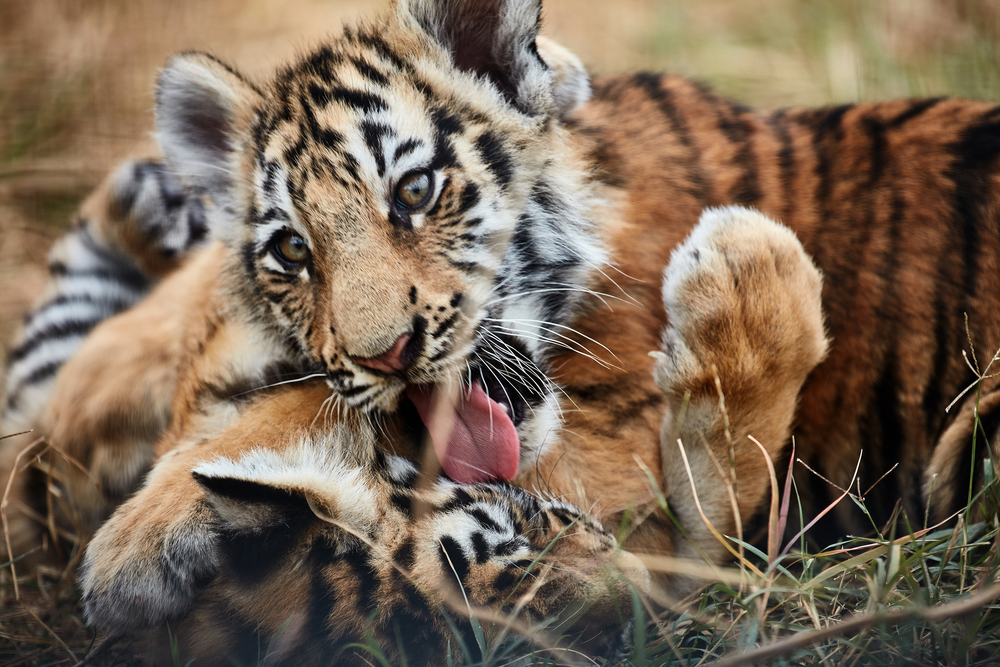 stock photo wildlife tiger cubs