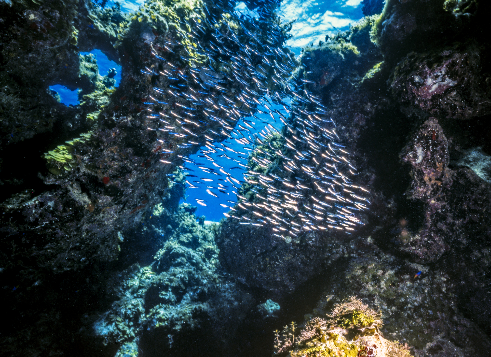 Recife de coral no Mar Carbiano ao largo da costa de Belize em caverna
