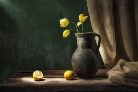 fine art photo of yellow tulips
