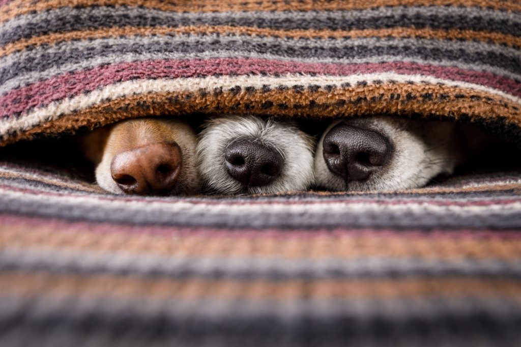 dogs under blanket