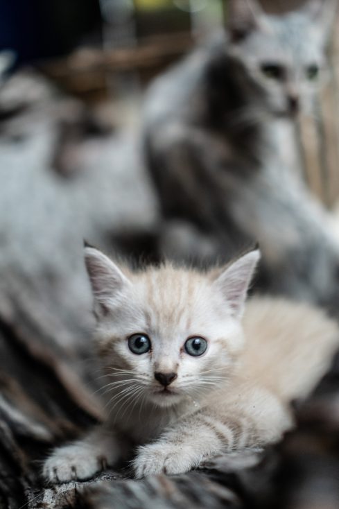 cute kitten 