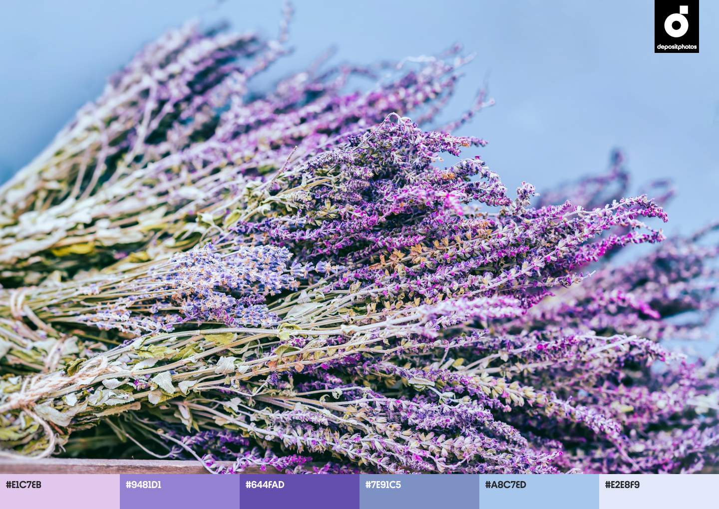 stock image lavender flowers