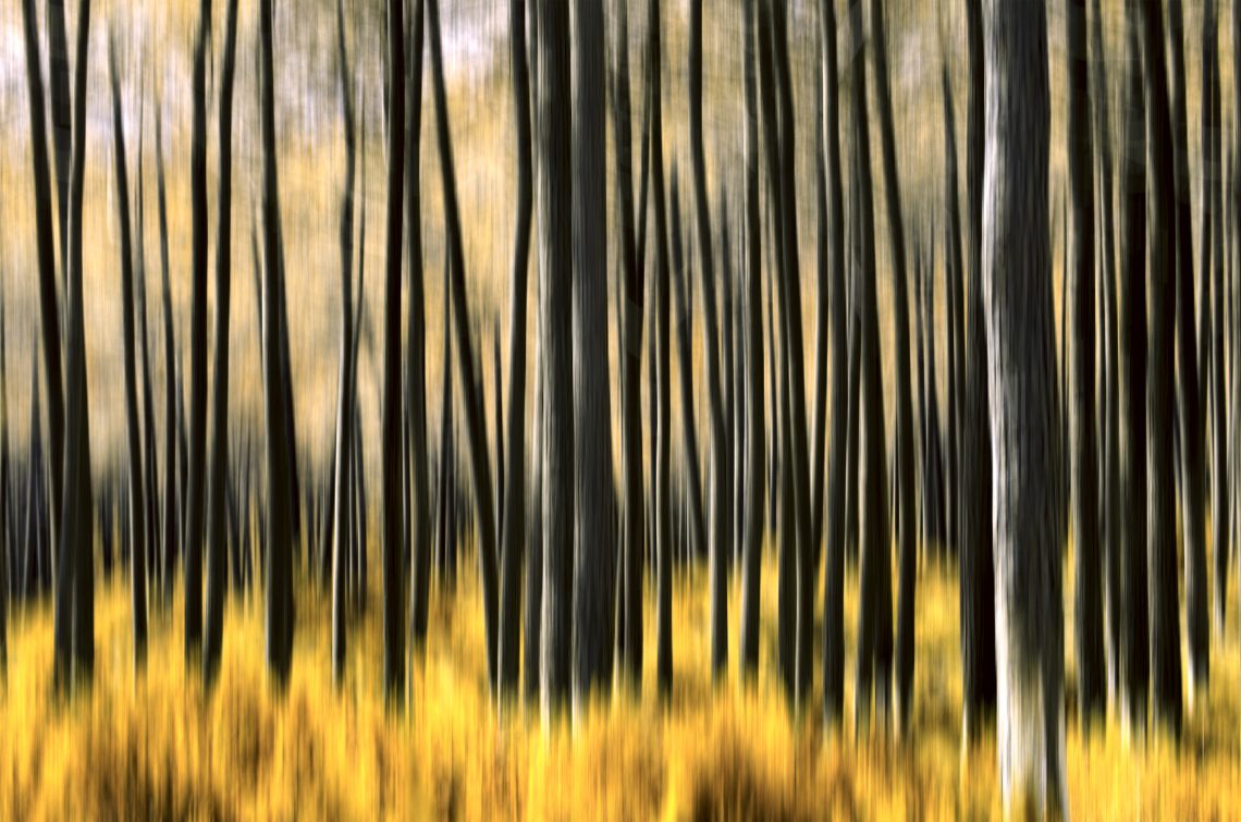 blur photo forest 