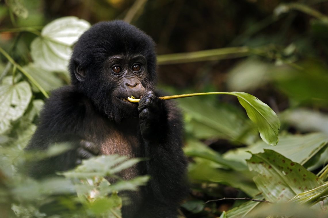 Gorilla Baby Feeding