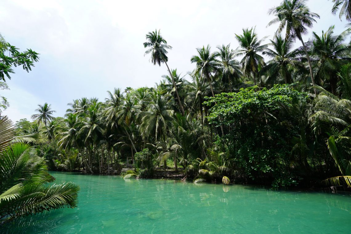 Фотографія тропічні пальми