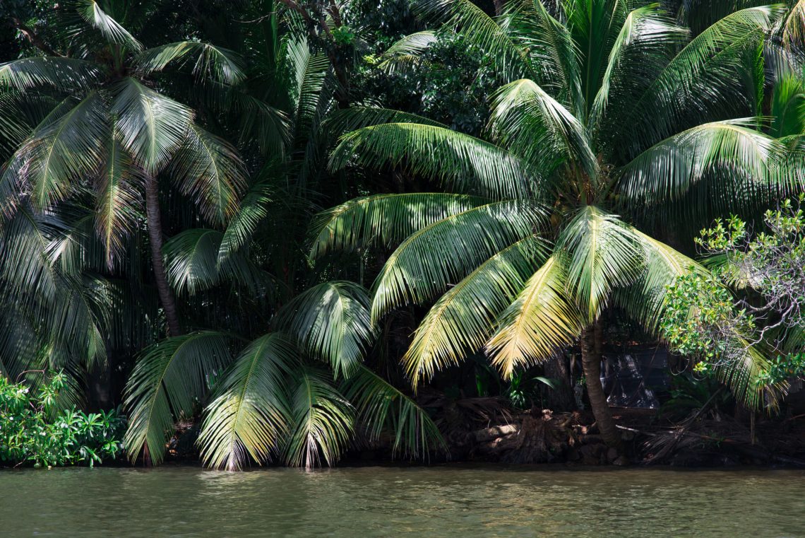 Фотографія листя пальми над рікою