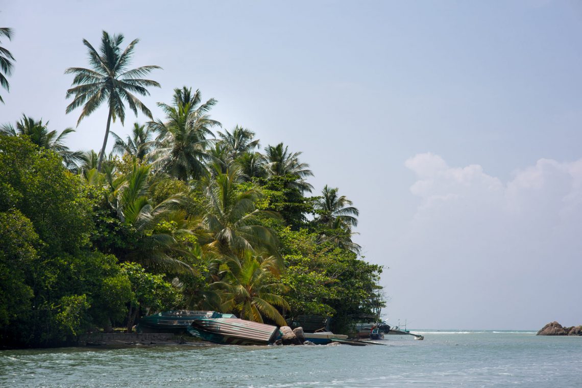 Фотографія тропічні пальми на узбережжі океану