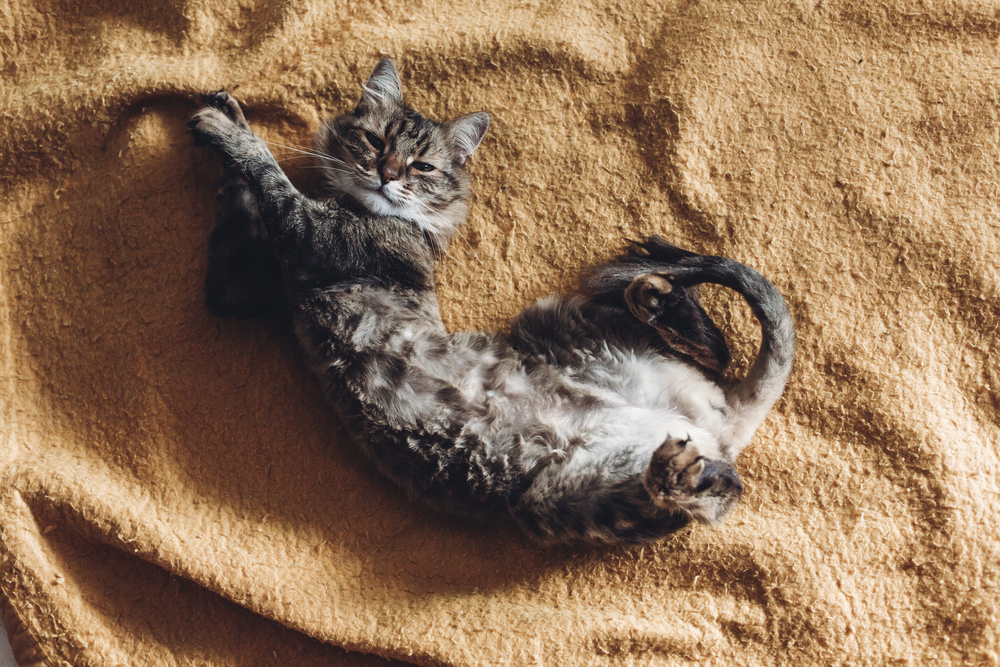 Фотографія сірий кіт лежить на коричневому покривалі