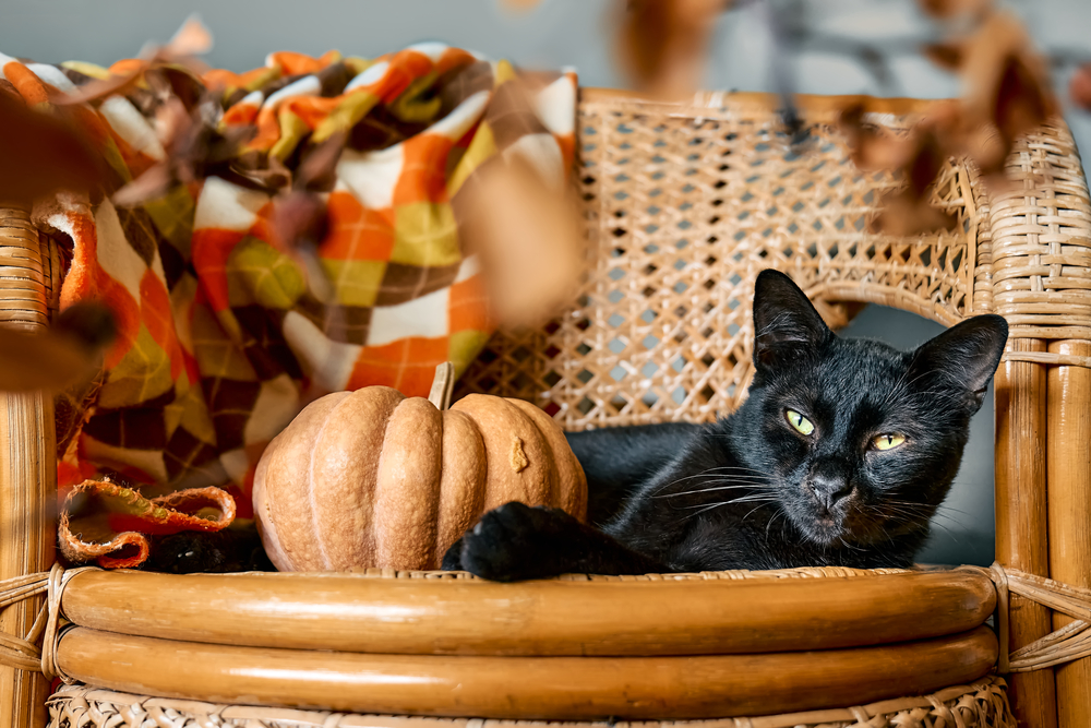 Фотографія чорний кіт з гарбузом, Хелловін