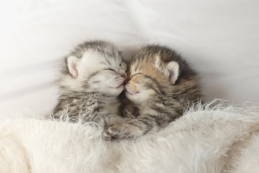Фотографія двоє кошенят сплять обіймаючись