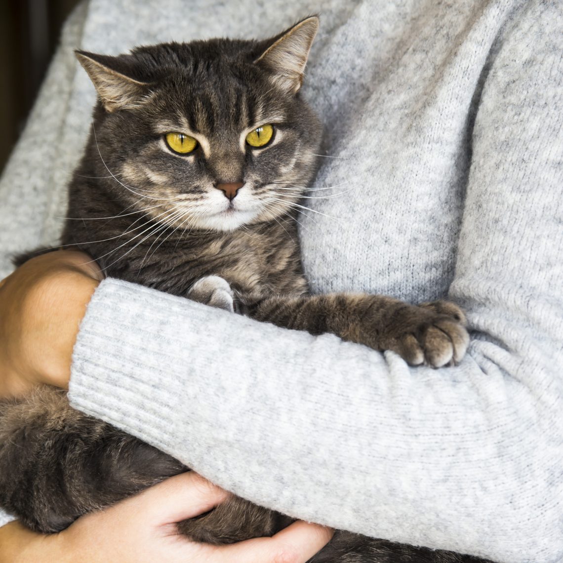 home life concept – caring for a domestic cat