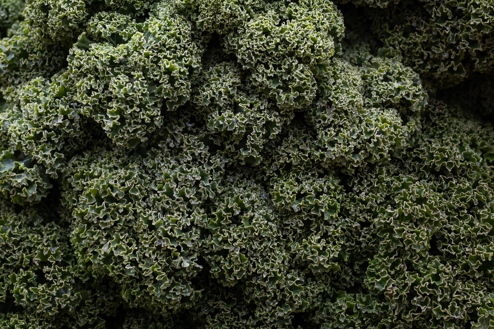 Green kale or leaf cabbage, close-up.