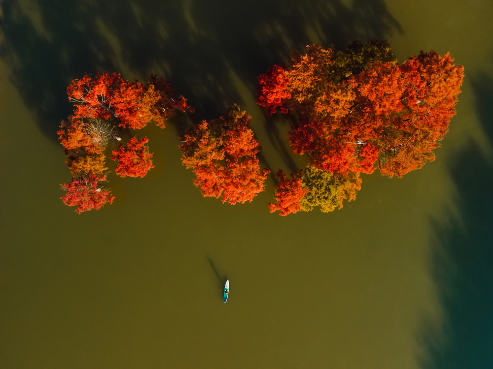 Aerial view with woman on stand up paddle board with autumnal Taxodium trees in water. Top view.