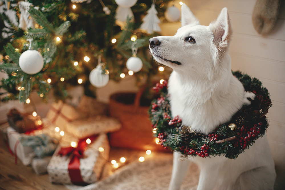 Merry Christmas! Adorable dog in christmas wreath sitting on bac