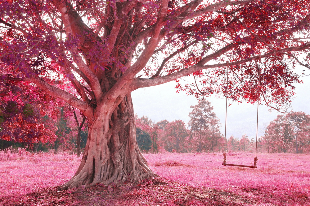 Фото рожеве дерево з гойдалкою