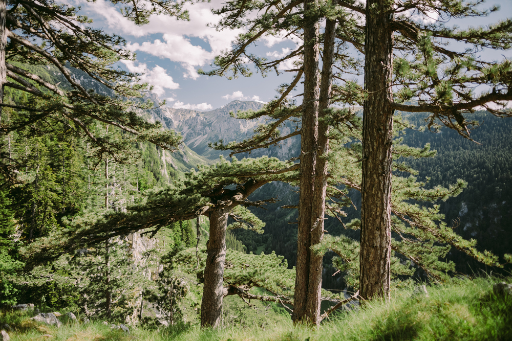 pine tree forest in mountains with beautiful scenery