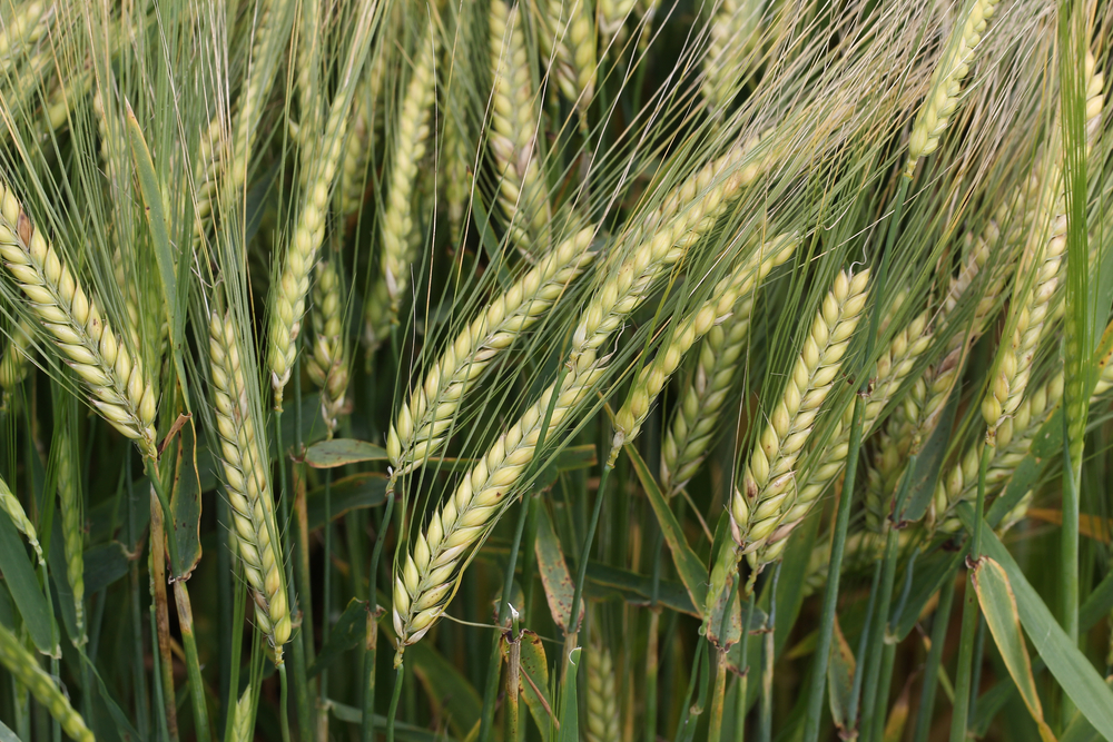 Closeup of barley crop seeds
