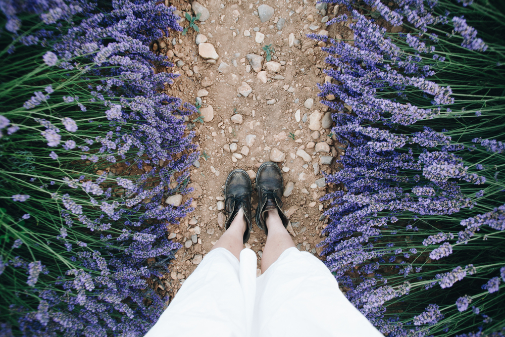 Female feet in leather boots in lavender field