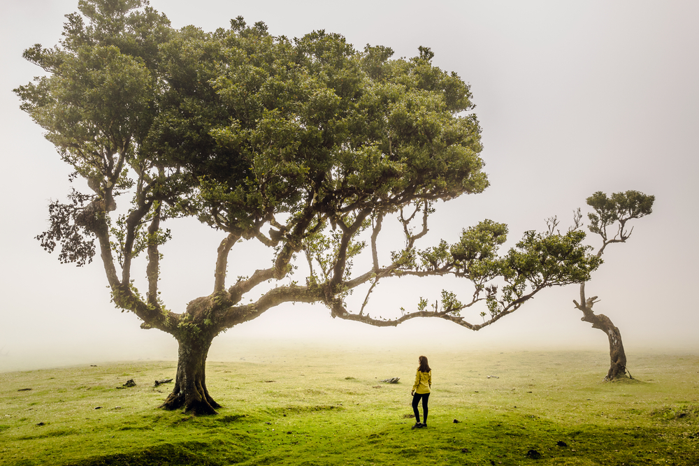 Фото жінка мандрівниця біля великого дерева