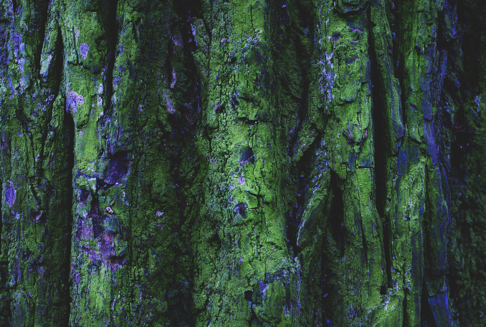 Фото рельєфна фактура коричневої кори дерева із зеленим мохом
