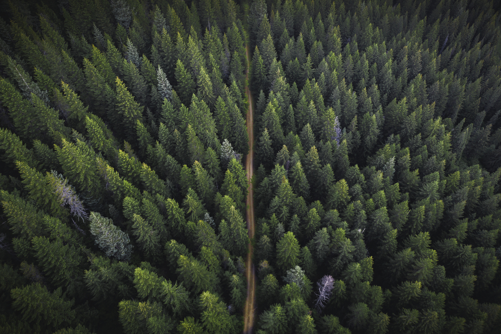 Фото вид з дрона на зелений ліс з ґрунтовою дорогою