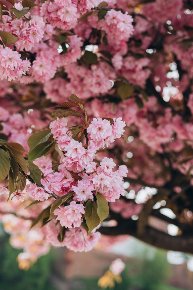 Photo Sakura flowers on background closeup. Botanical garden concept. Tender bloom. Aroma and fragrance. Spring season.