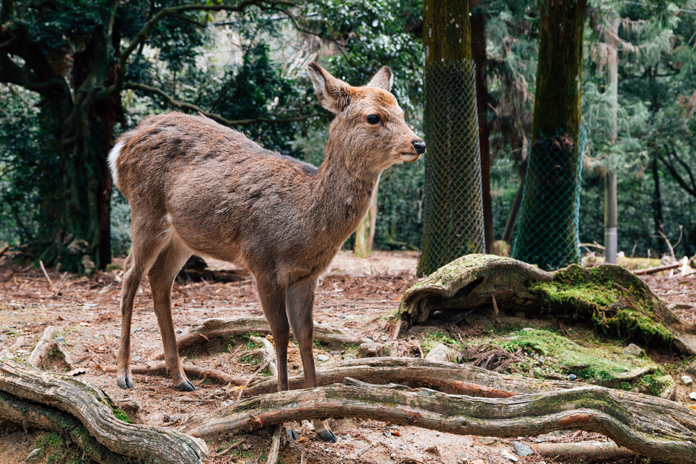 Photo a beautiful deer in Nara deer park, Japan